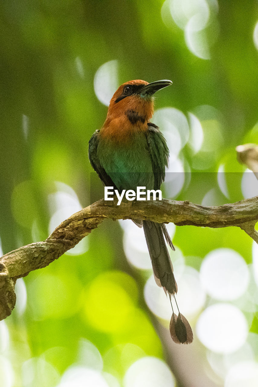 Low angle view of bird perching on tree