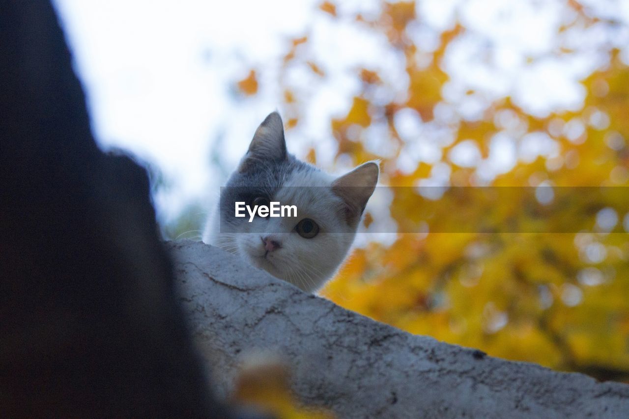 Low angle portrait of a cat