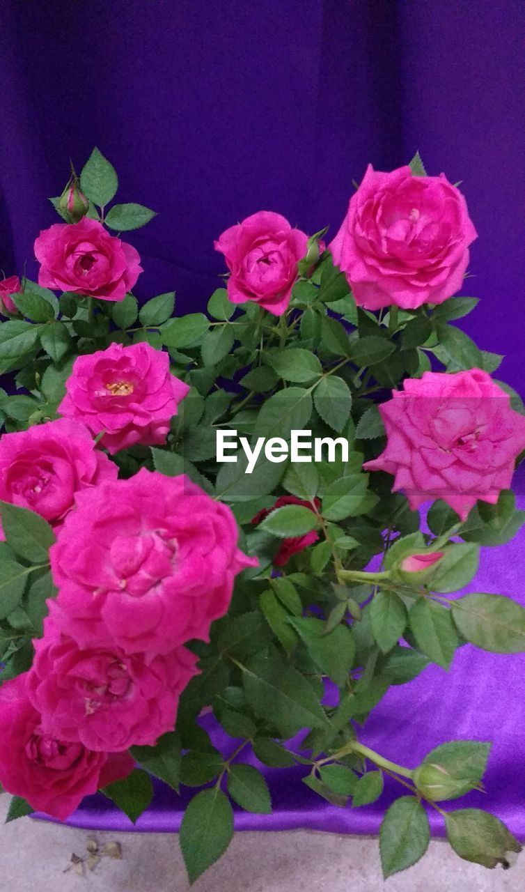 CLOSE-UP OF PINK ROSES BLOOMING OUTDOORS