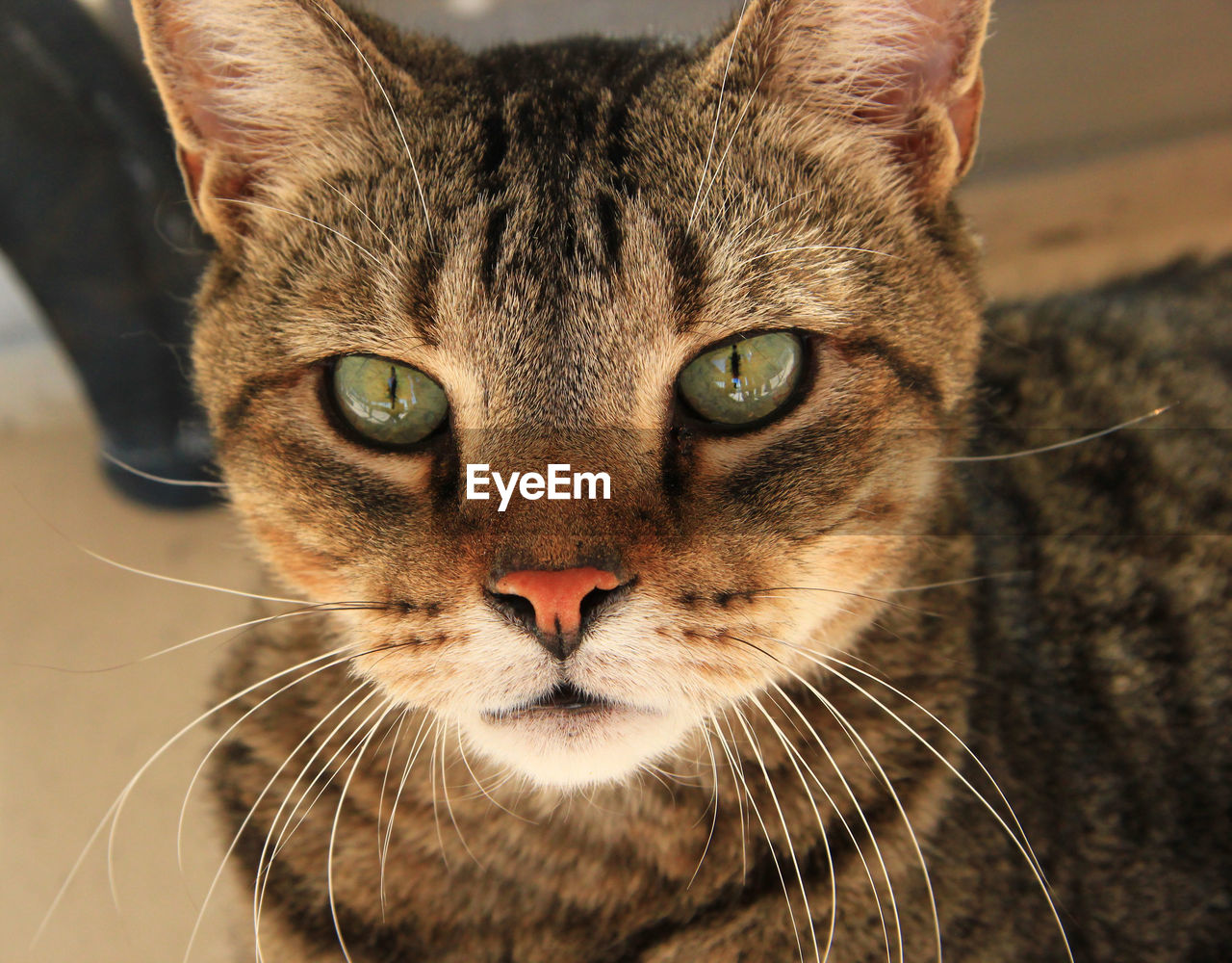 Close-up portrait of a cat