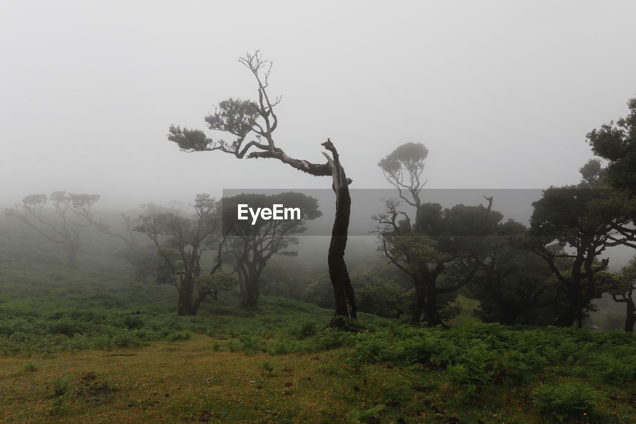 TREES IN FIELD AGAINST SKY