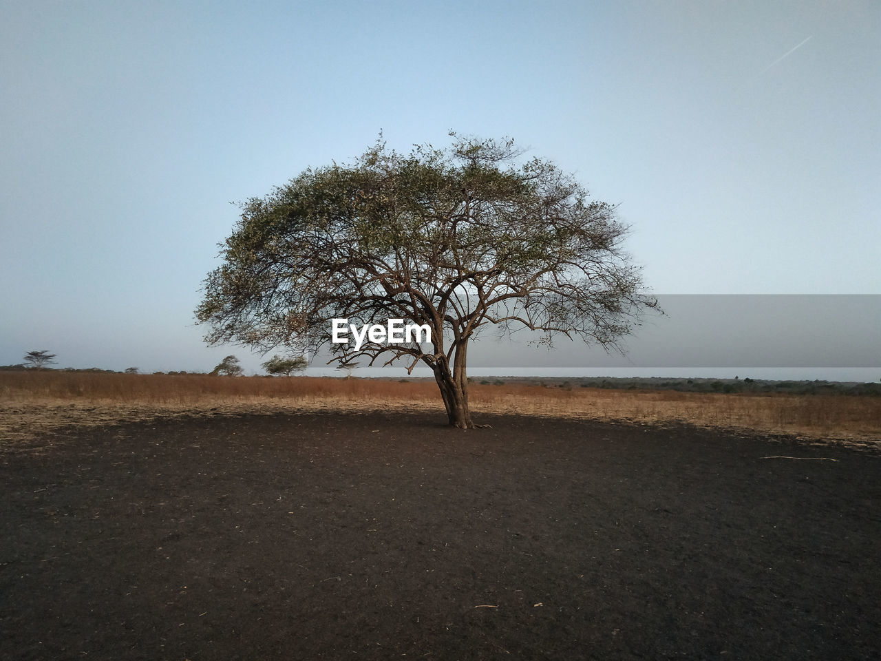 BARE TREE ON FIELD AGAINST SKY