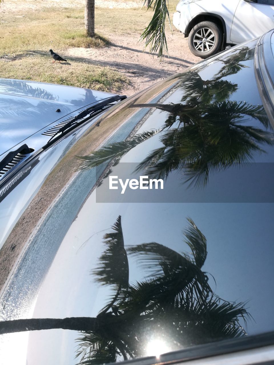 CLOSE-UP OF PALM TREE AGAINST CARS