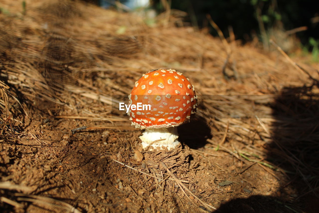 Close-up of fly agaric mushroom on field