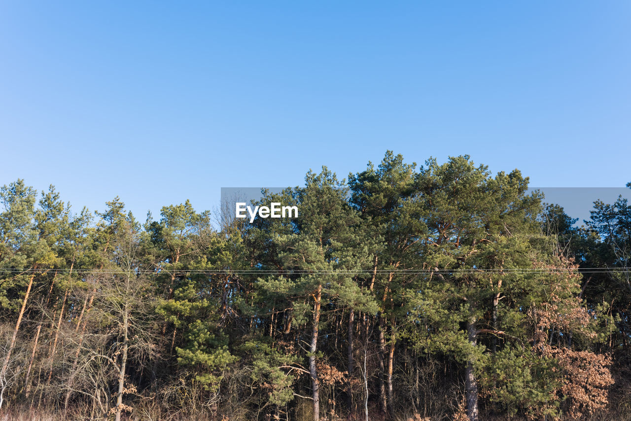LOW ANGLE VIEW OF TREES IN FOREST AGAINST CLEAR BLUE SKY