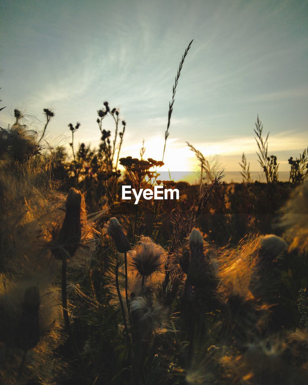 Close-up of plants on field against sky during sunset