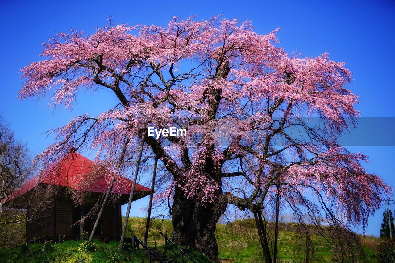 Low angle view of tree against sky