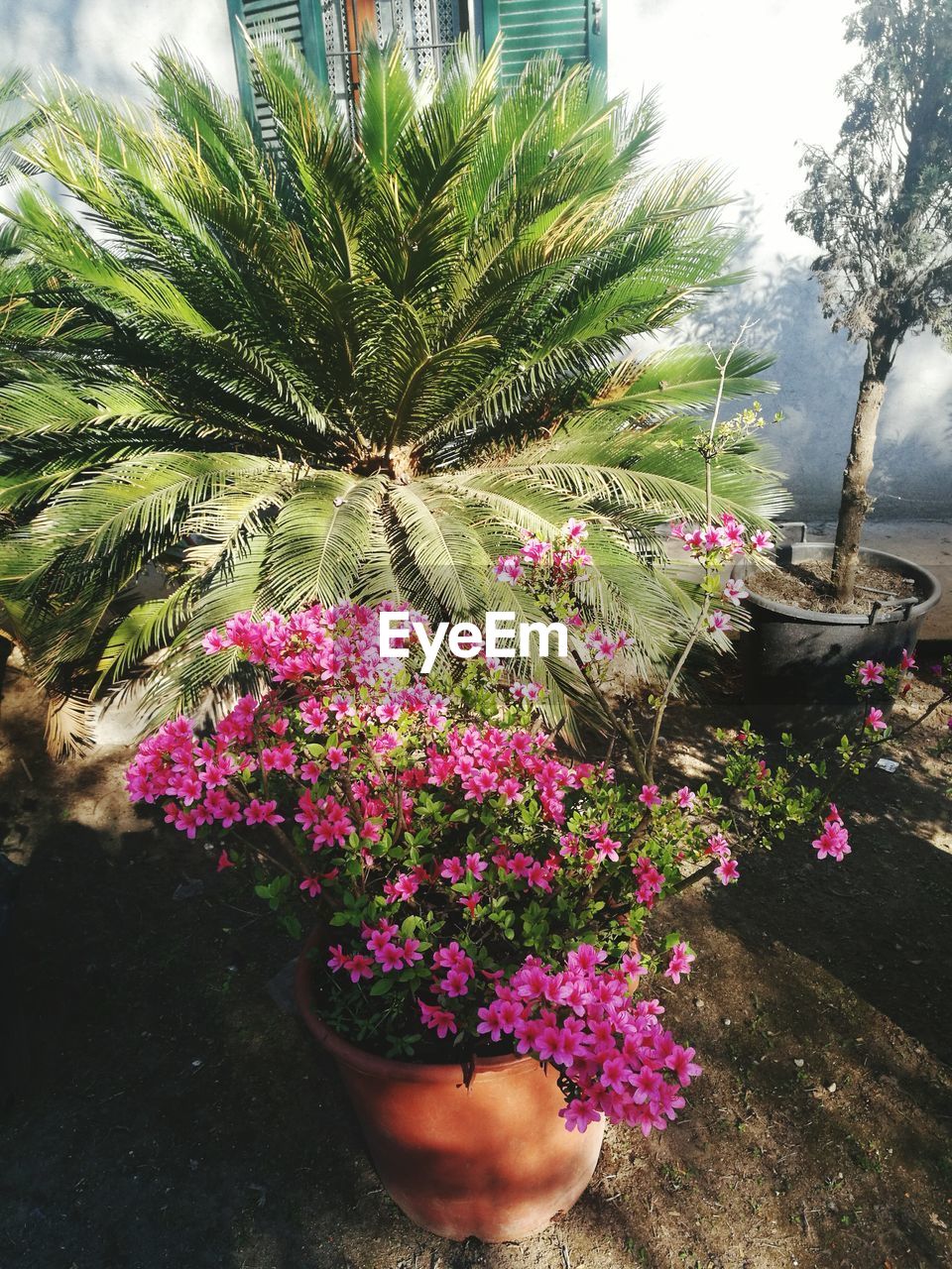 CLOSE-UP OF PINK FLOWER TREE AGAINST SKY