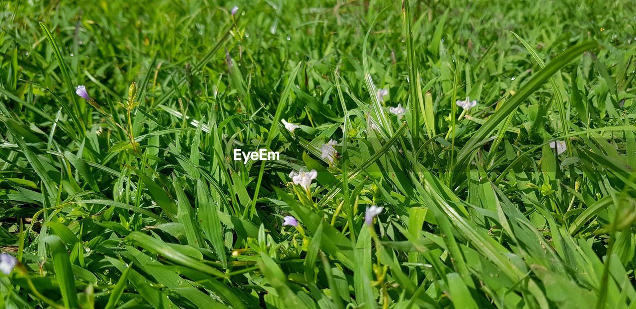 HIGH ANGLE VIEW OF FLOWERING PLANT ON FIELD