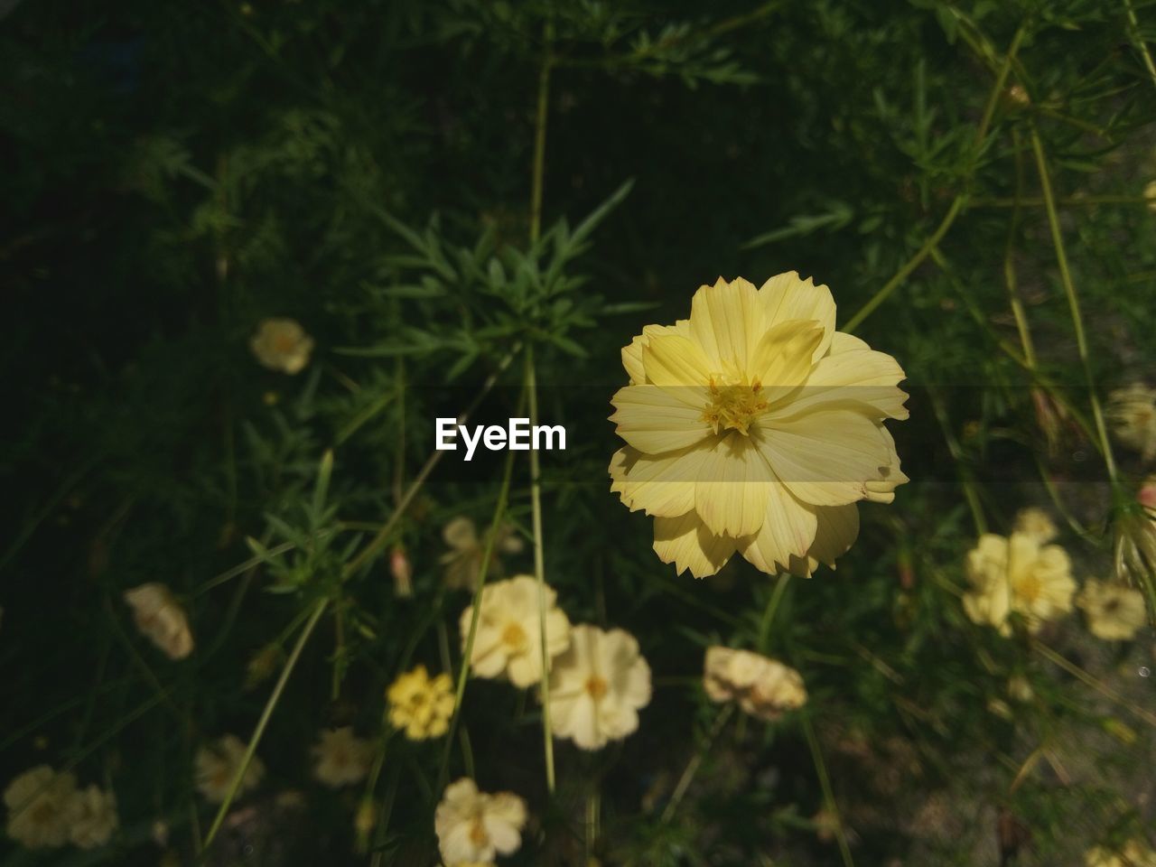 CLOSE-UP OF YELLOW FLOWER ON FIELD