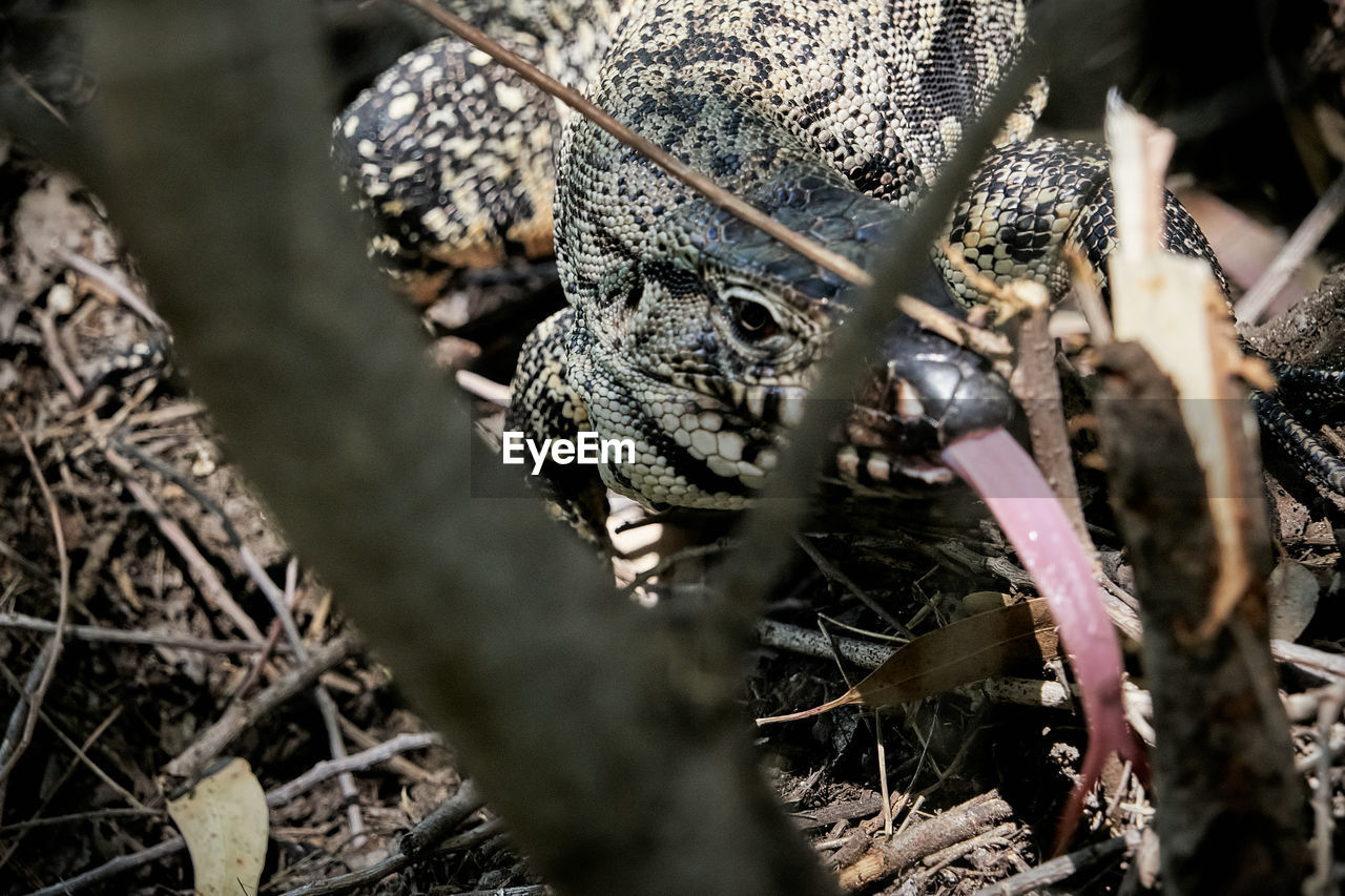 nature, wildlife, plant, reptile, no people, leaf, close-up, branch, animal, tree, animal themes, selective focus, animal wildlife, day, macro photography, outdoors, land, one animal, forest, plant part