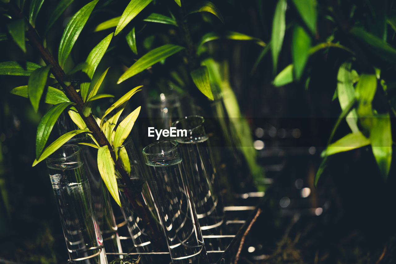 Plant growing in test tube at greenshouse.