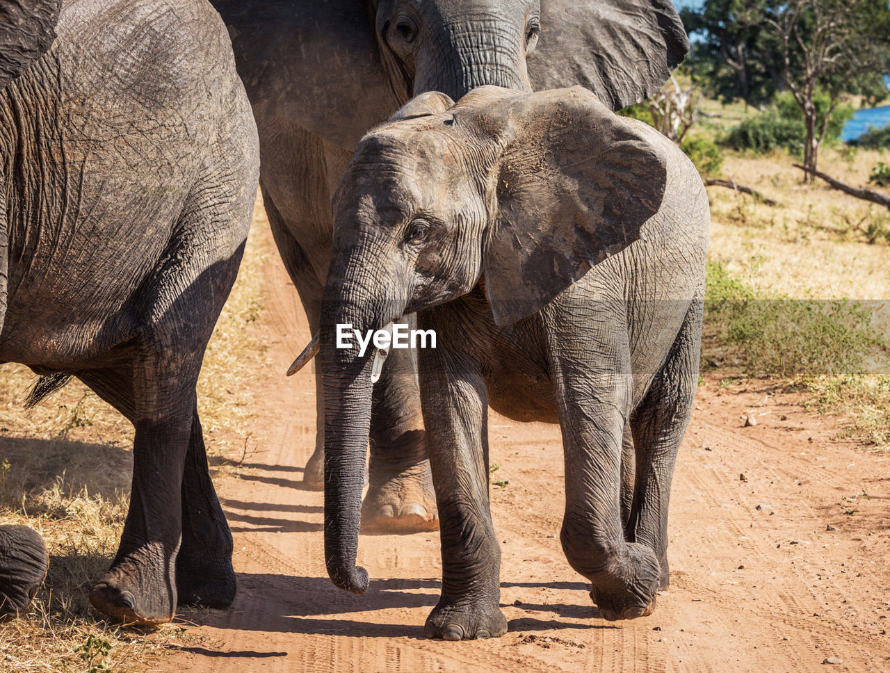 Elephants drinking water