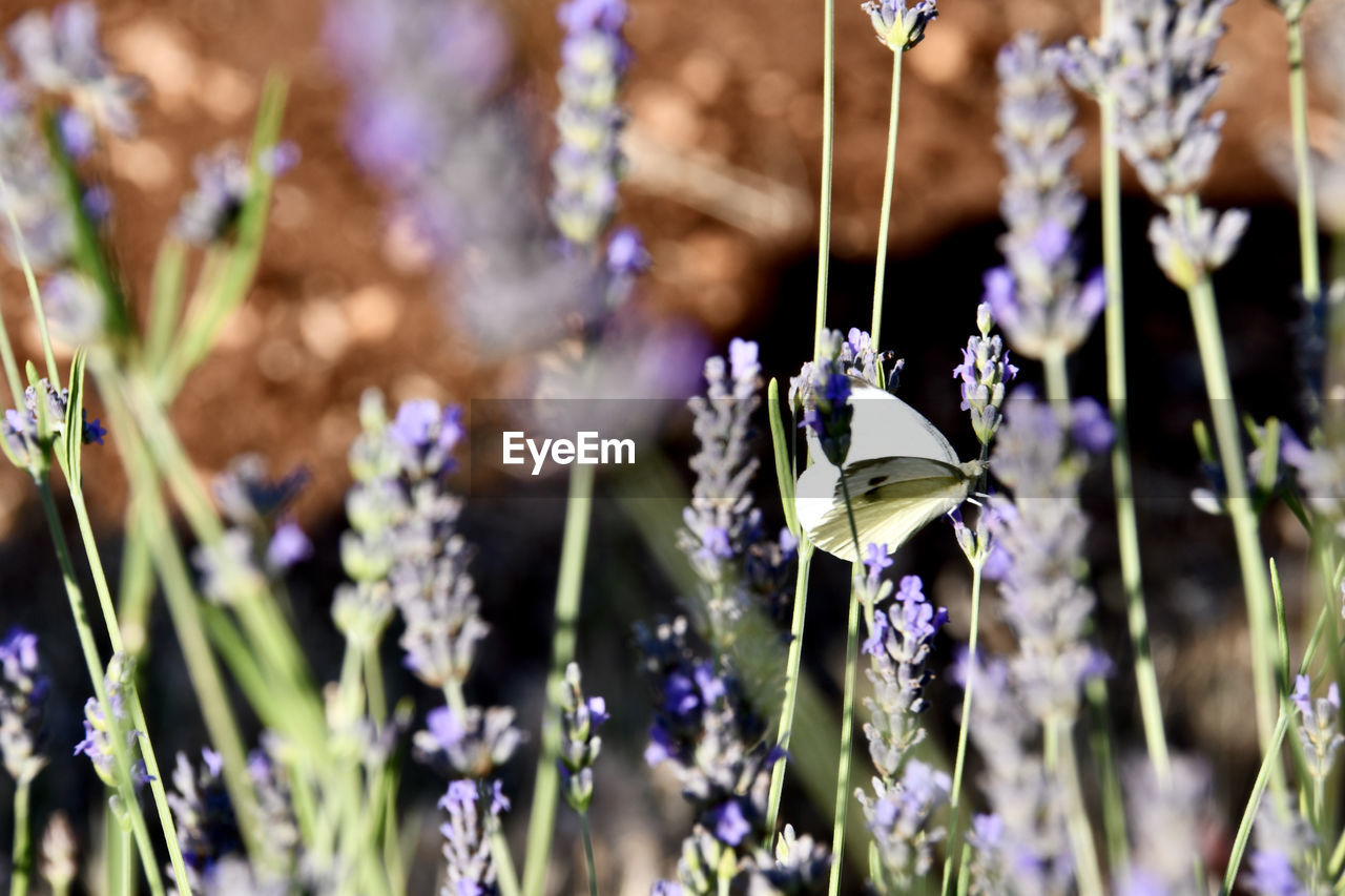 CLOSE-UP OF PURPLE FLOWER