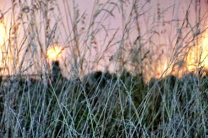 PLANTS GROWING ON FIELD AT SUNSET