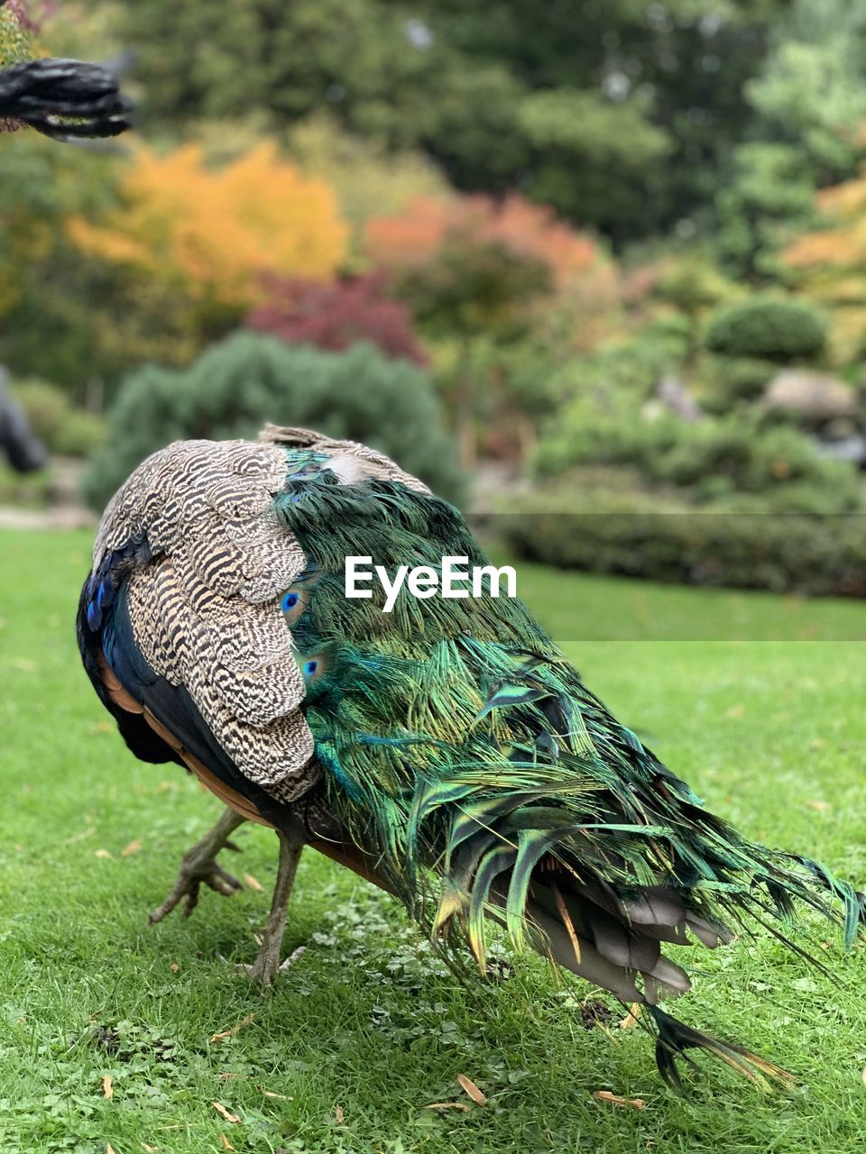 Close-up of a peacock perching on a field at holland park