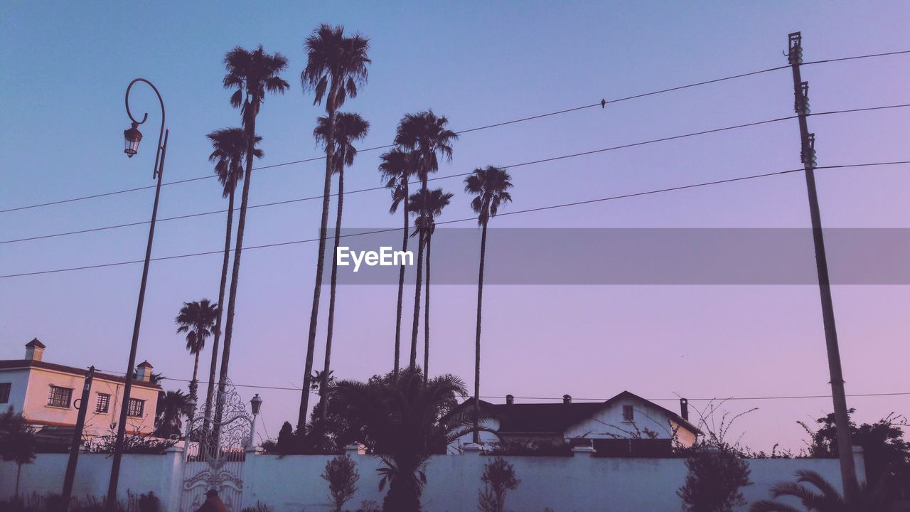 Low angle view of palm trees against sky at dusk