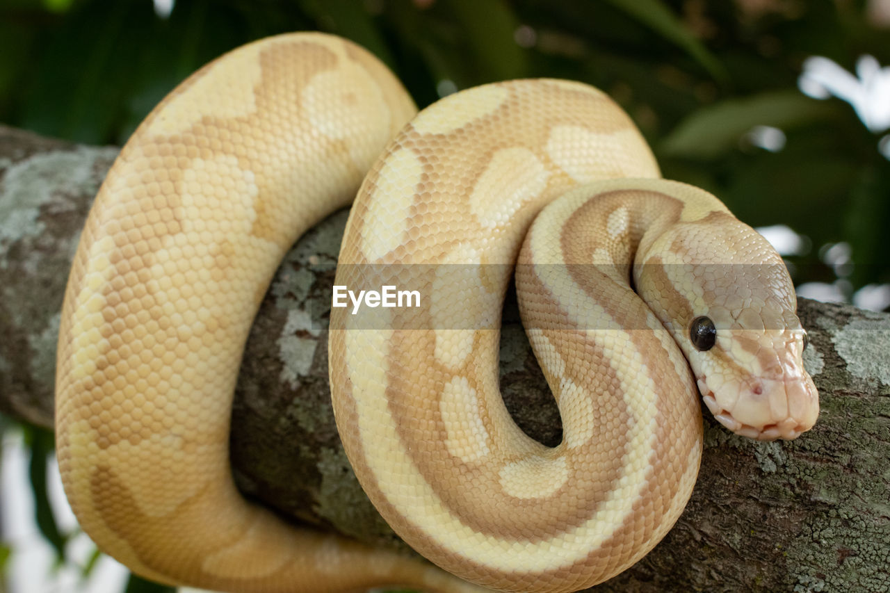 CLOSE-UP OF A REPTILE