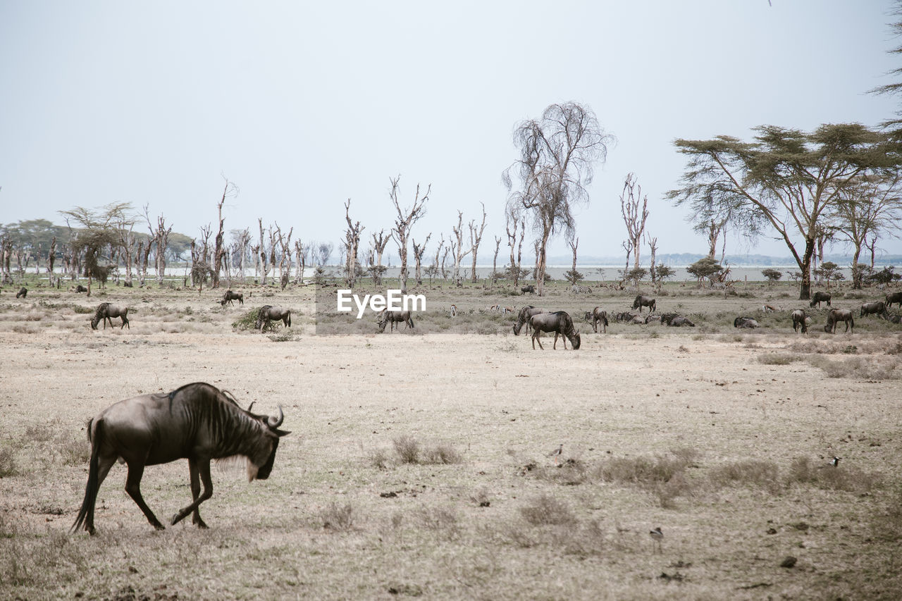 Wildebeests on field against clear sky