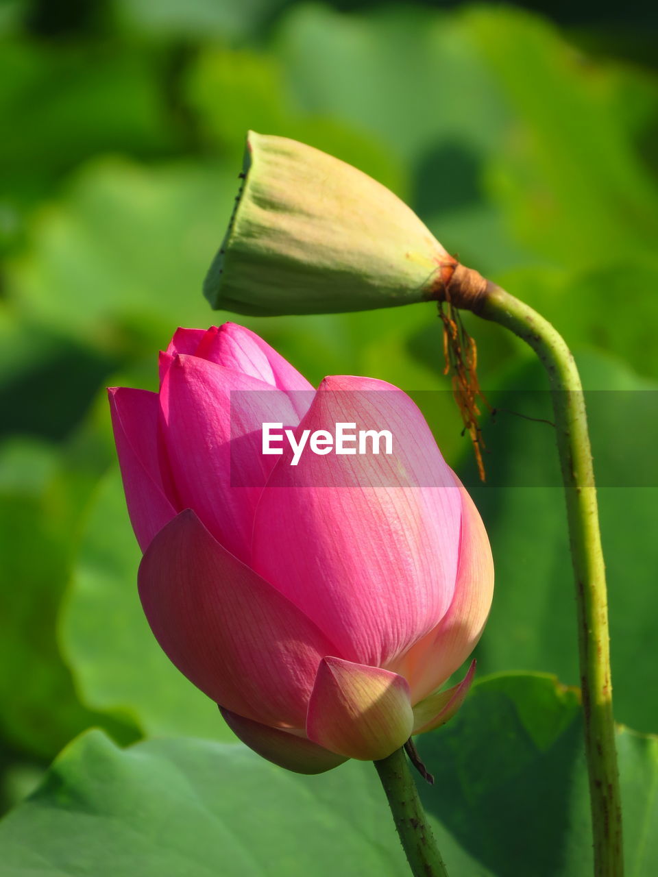 Close-up of pink lotus water lily