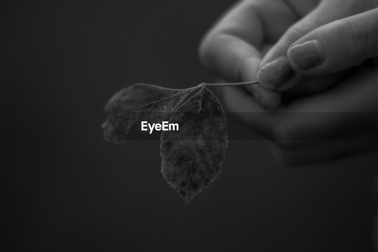 Close-up of hands holding leaf