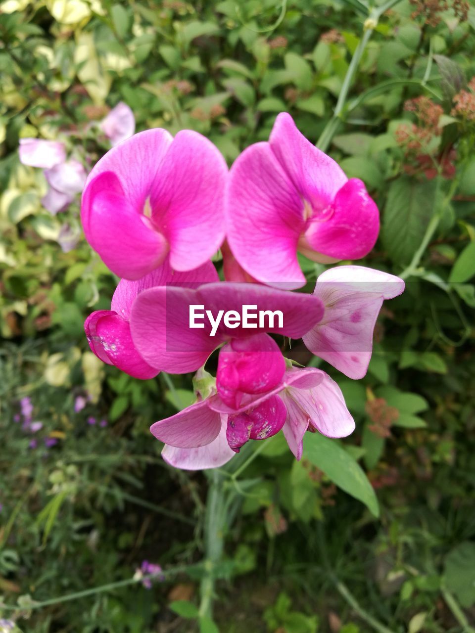 CLOSE-UP OF PINK FLOWERS BLOOMING IN GARDEN