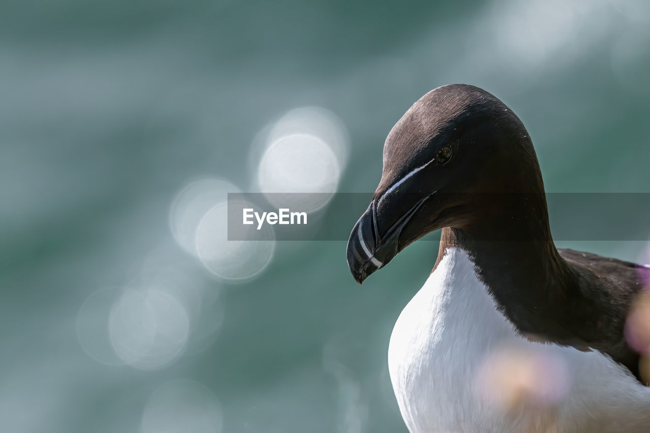 CLOSE-UP OF A BIRD IN A WATER