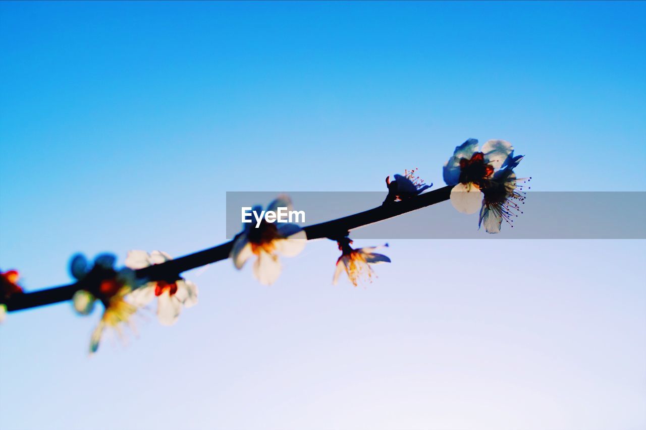 LOW ANGLE VIEW OF BUTTERFLIES AGAINST CLEAR BLUE SKY