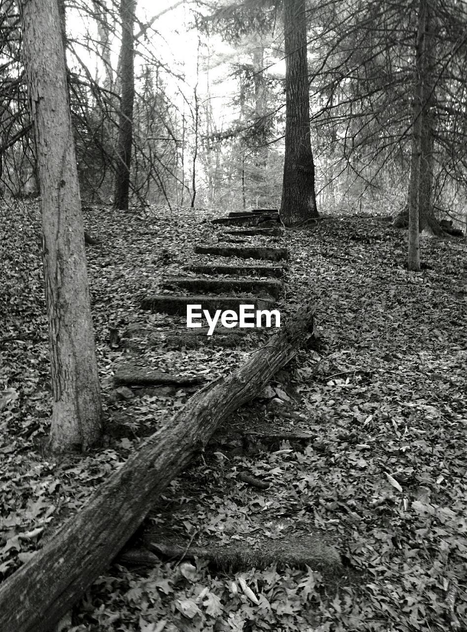 Abandoned staircase in forest