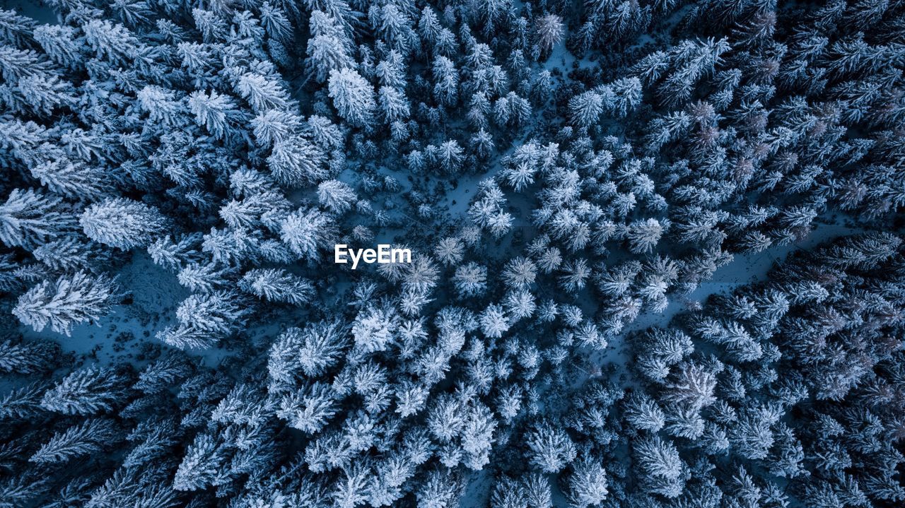 Full frame shot of trees covered in snow during winter