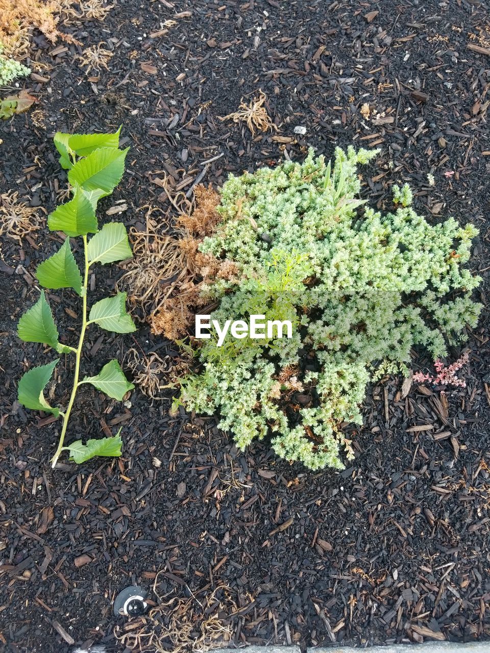 HIGH ANGLE VIEW OF PLANT GROWING ON LAND