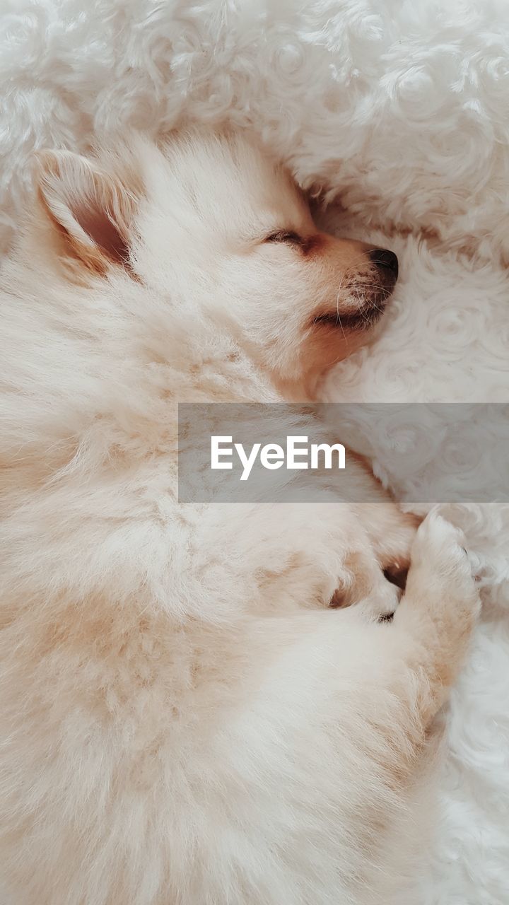 CLOSE-UP OF WHITE CAT SLEEPING