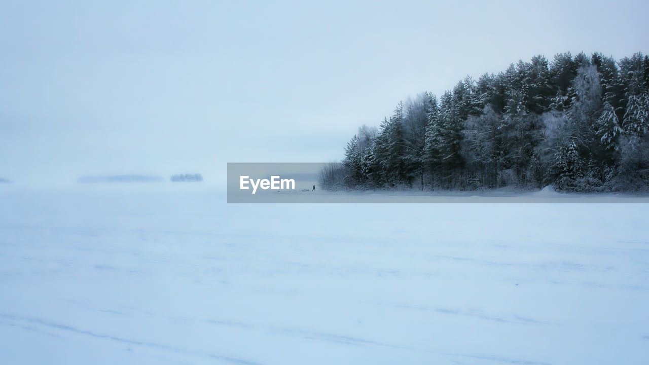 SNOW COVERED TREES ON LANDSCAPE