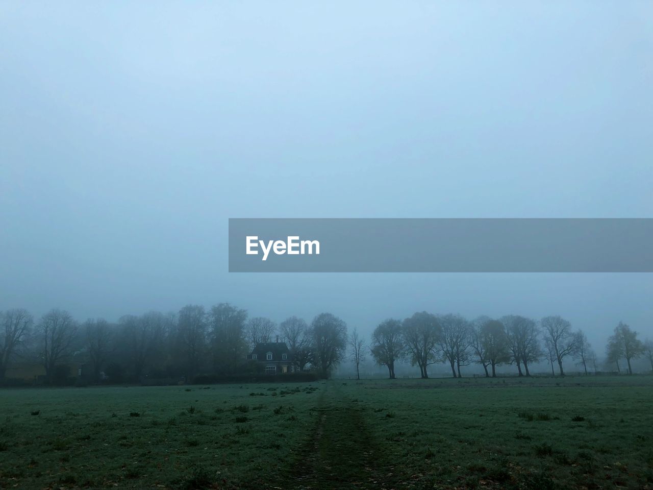 TREES GROWING ON FIELD AGAINST SKY