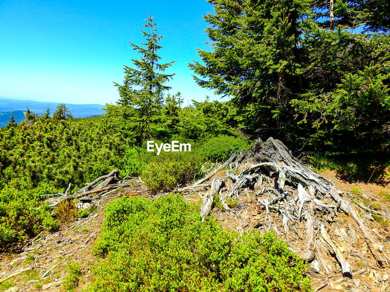 PLANTS AND TREES GROWING IN FOREST