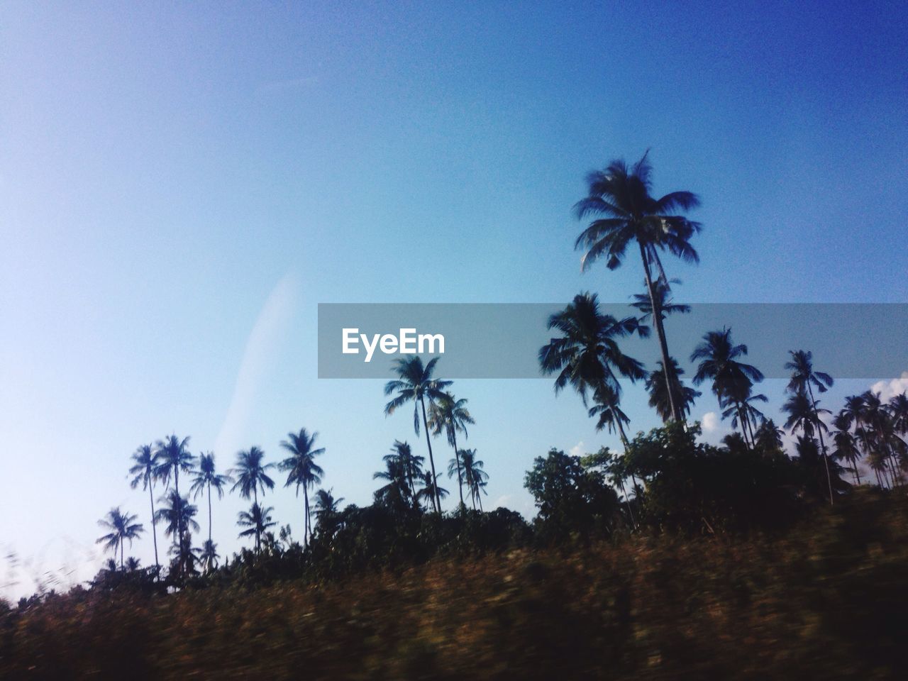 LOW ANGLE VIEW OF TREES AGAINST SKY