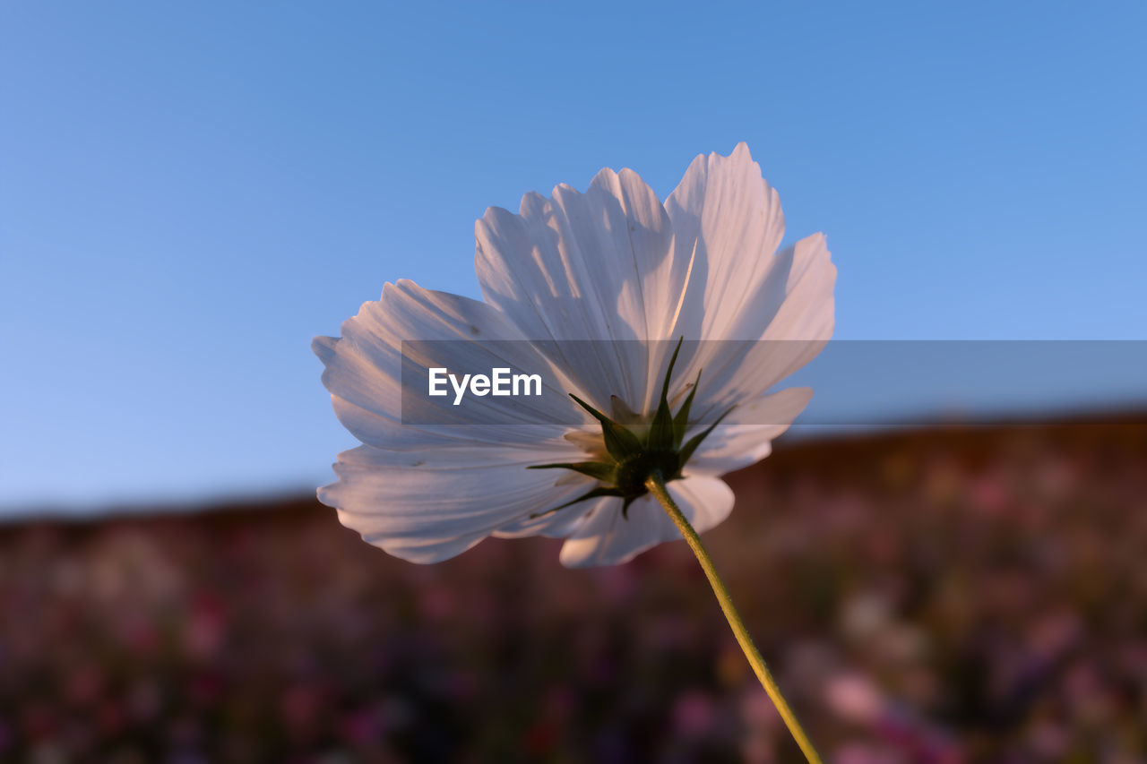 Close-up of white cosmos flower