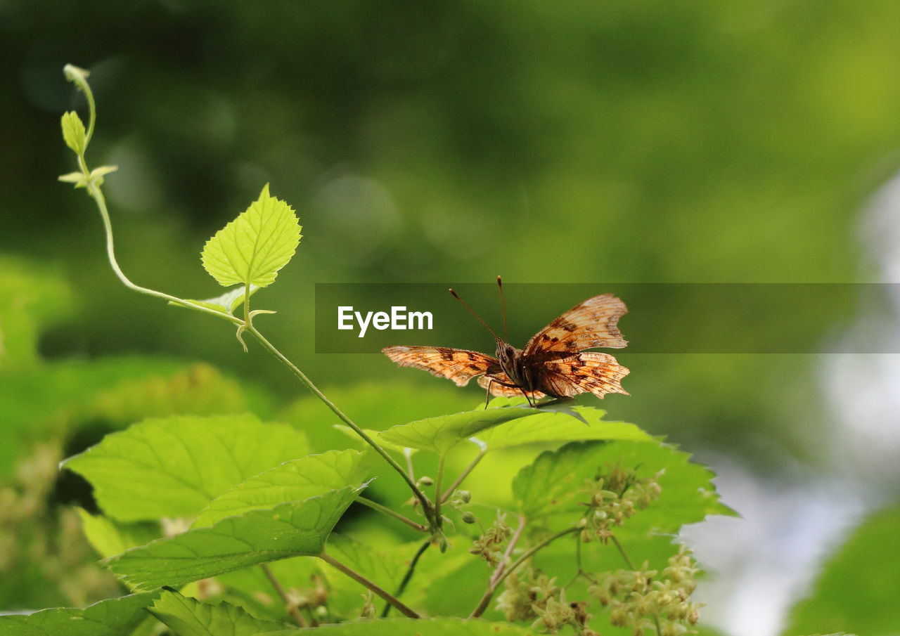 BUTTERFLY POLLINATING FLOWER