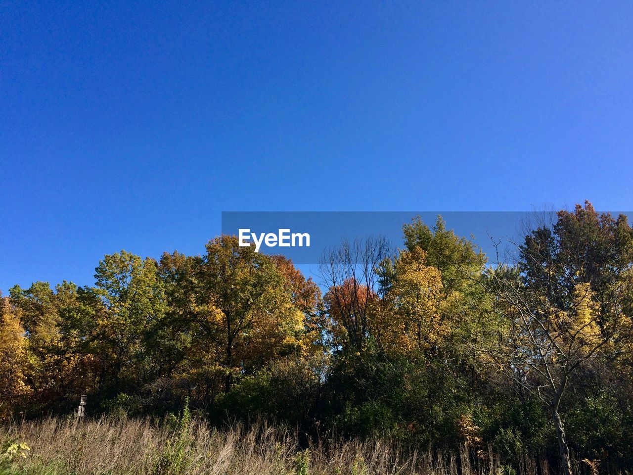 Low angle view of trees against clear blue sky