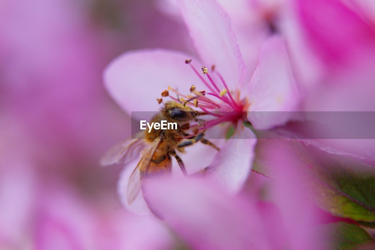 CLOSE-UP OF HONEY BEE ON PINK FLOWER