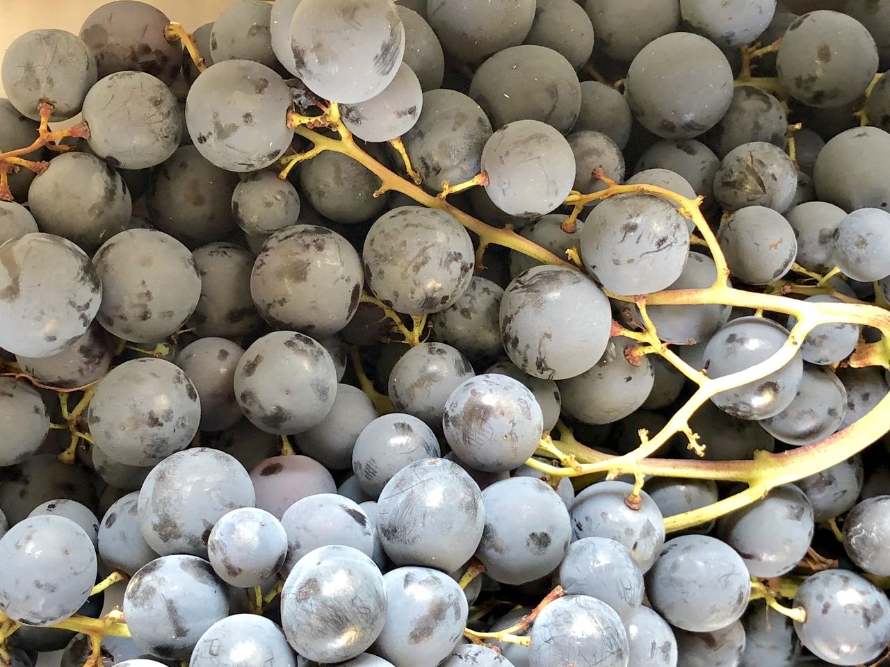 FULL FRAME SHOT OF WHITE BEANS IN CONTAINER