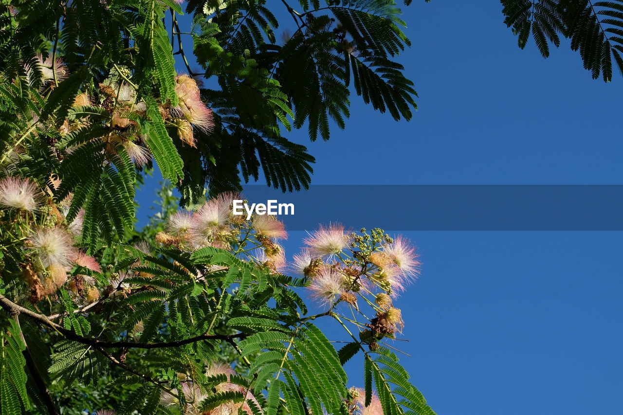 Low angle view of flowering plants against clear blue sky