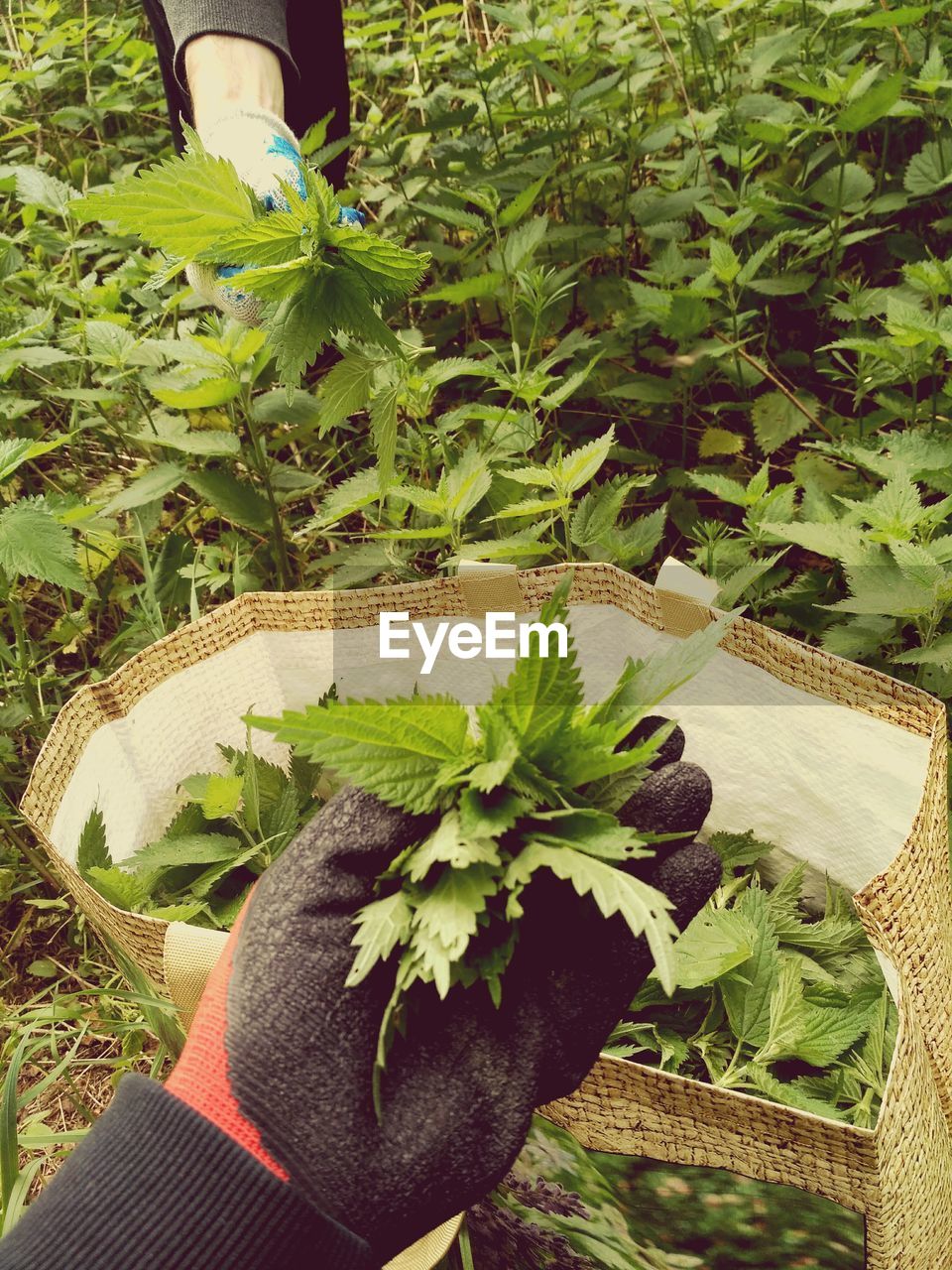 Cropped hand holding plants on field