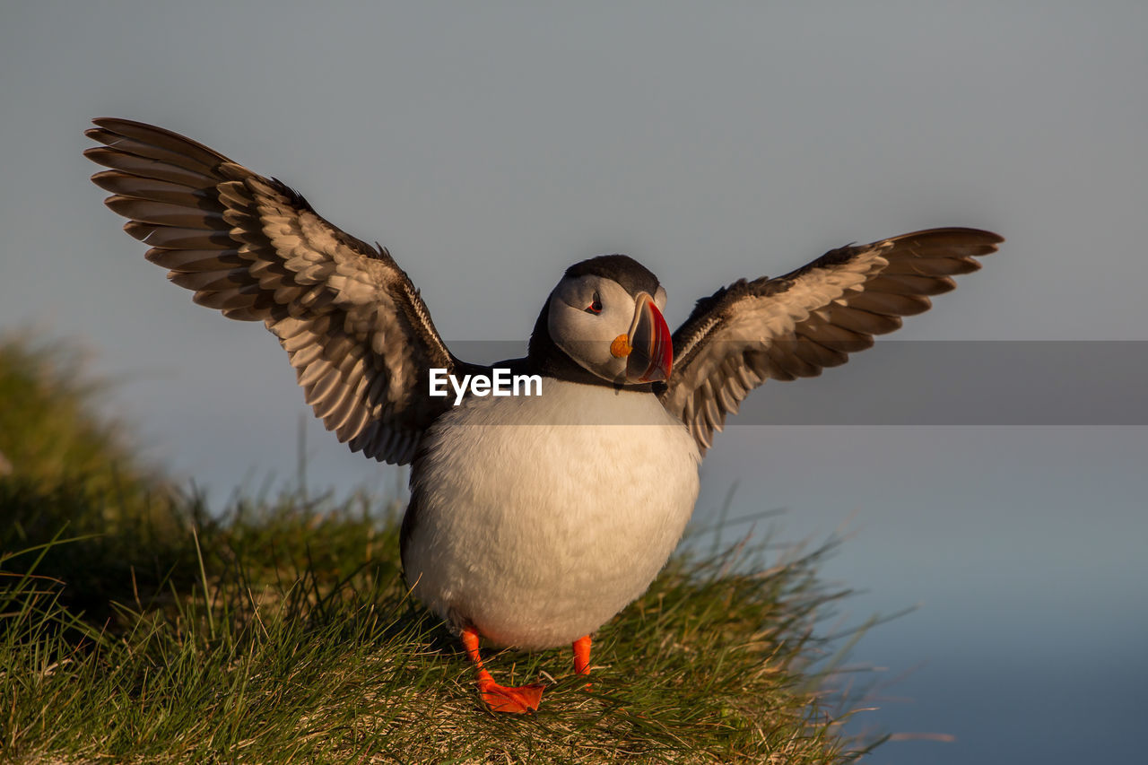 Close-up of puffin perching against sky