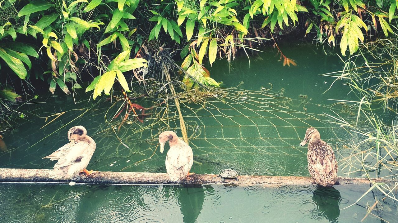 Ducks sitting on wooden log in pond