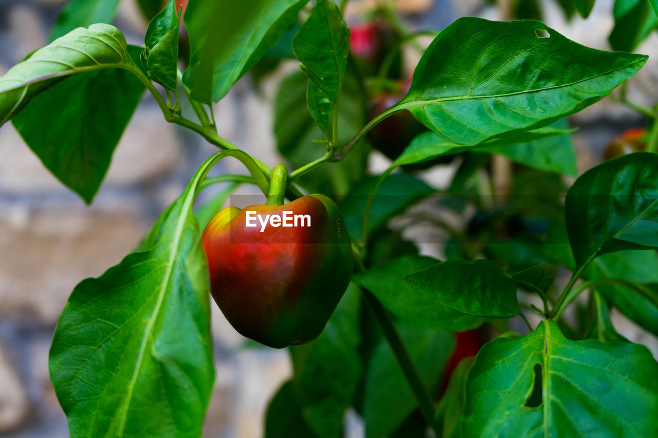 CLOSE-UP OF APPLES IN PLANT