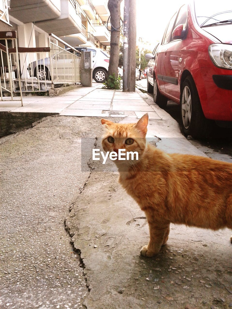 Close-up of cat standing in street