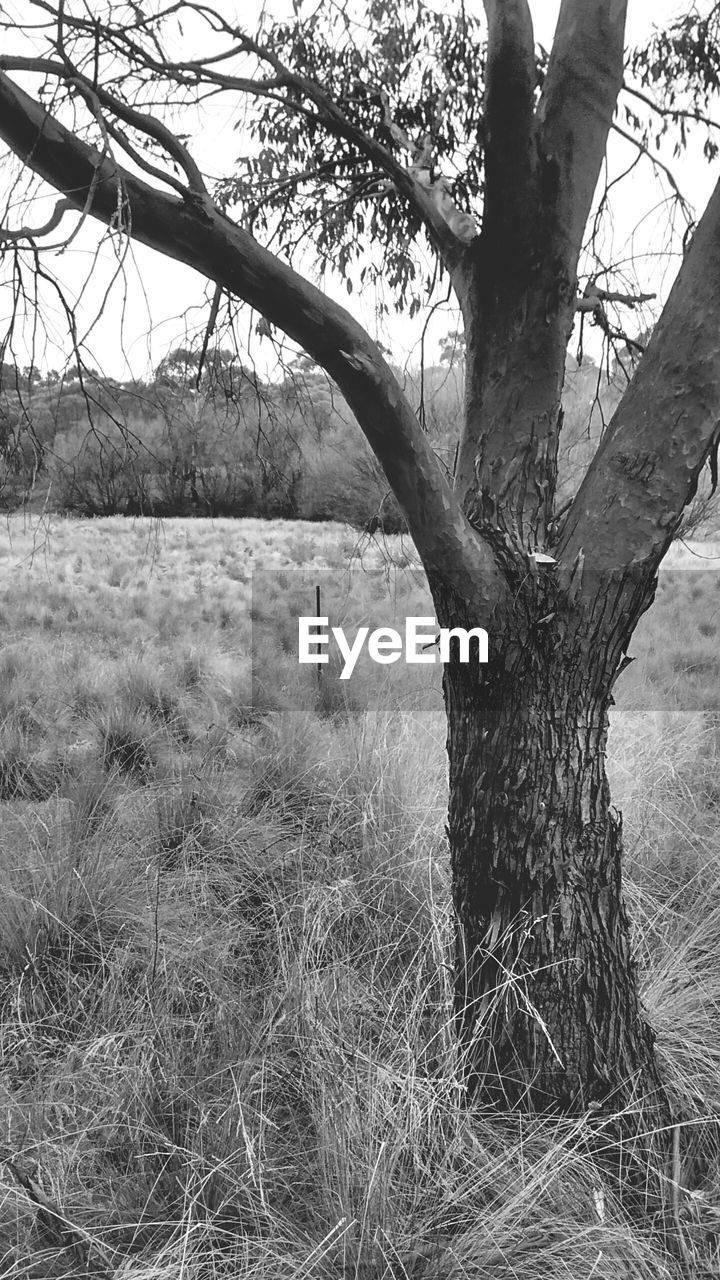 BARE TREE ON COUNTRYSIDE LANDSCAPE