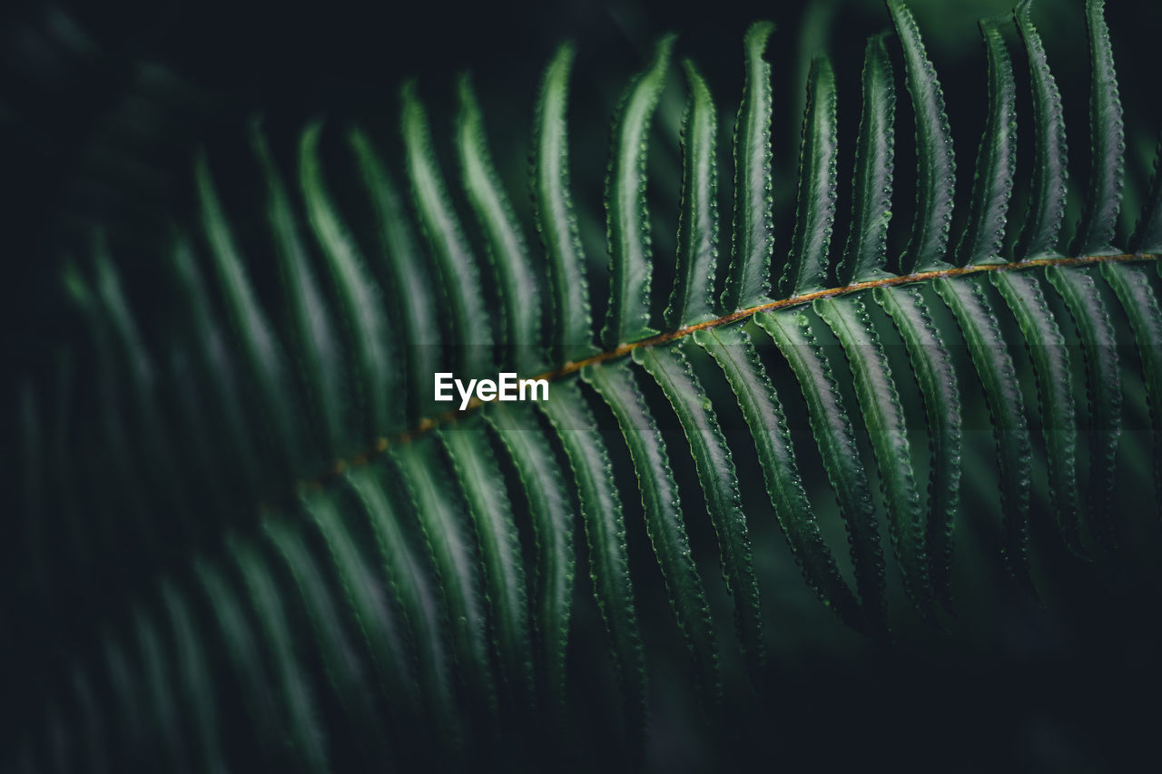 Full frame shot of green leaves