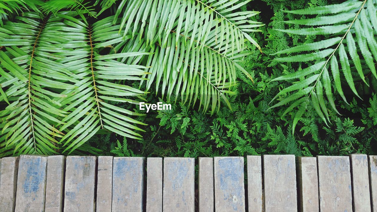 Close-up of palm tree leaves